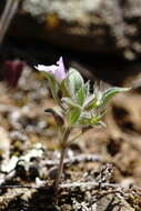 Sivun Clinopodium graveolens subsp. rotundifolium (Pers.) Govaerts kuva