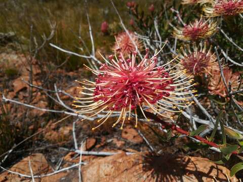 Plancia ëd <i>Leucospermum <i>tottum</i></i> var. tottum