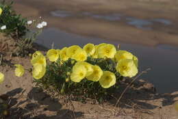 Слика од Papaver pulvinatum subsp. lenaense A. I. Tolmachev