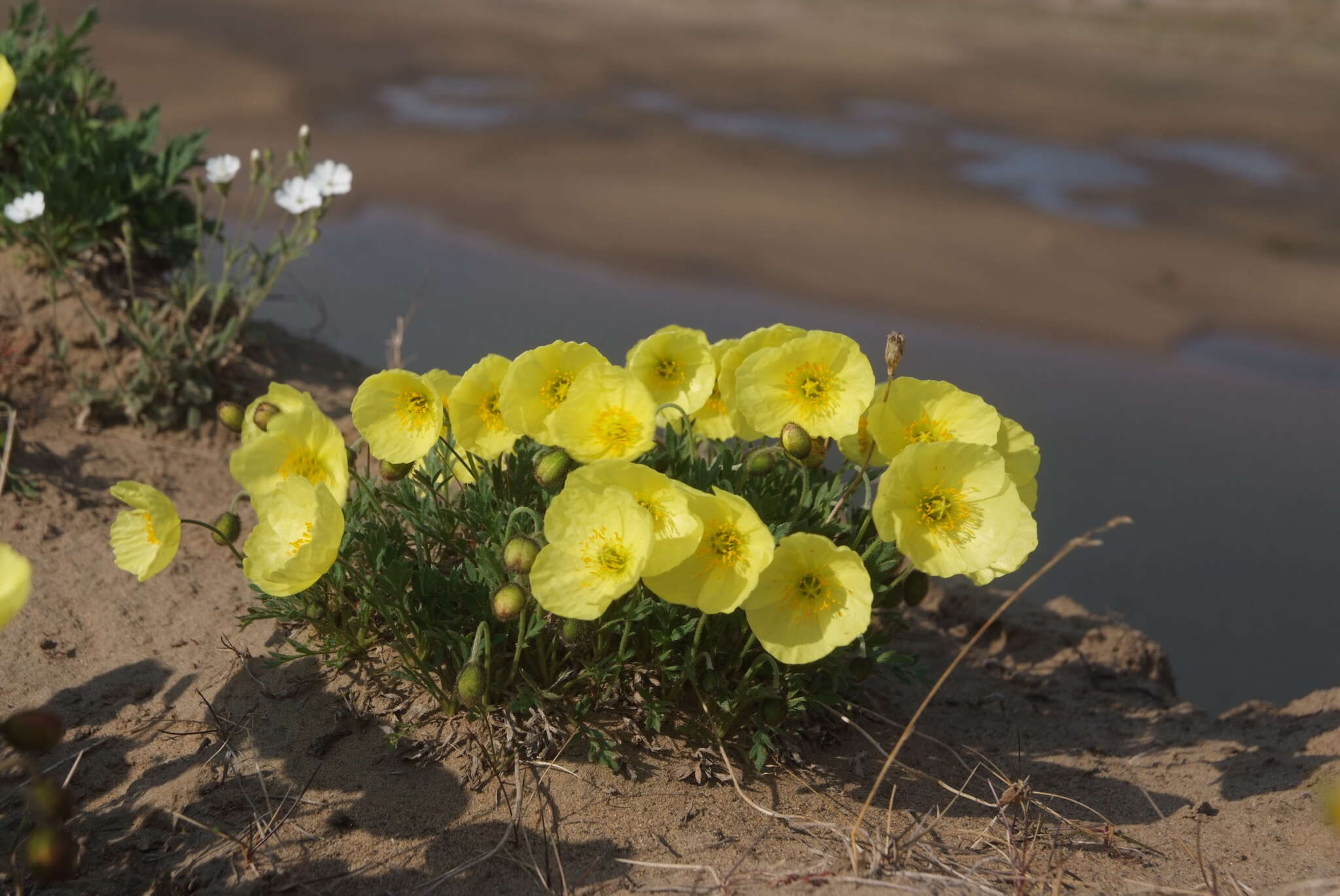 Слика од Papaver pulvinatum subsp. lenaense A. I. Tolmachev