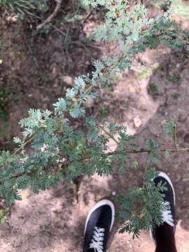 Image of Mimosa detinens Benth.