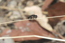 Image of Eumerus peltatus Meijere 1908