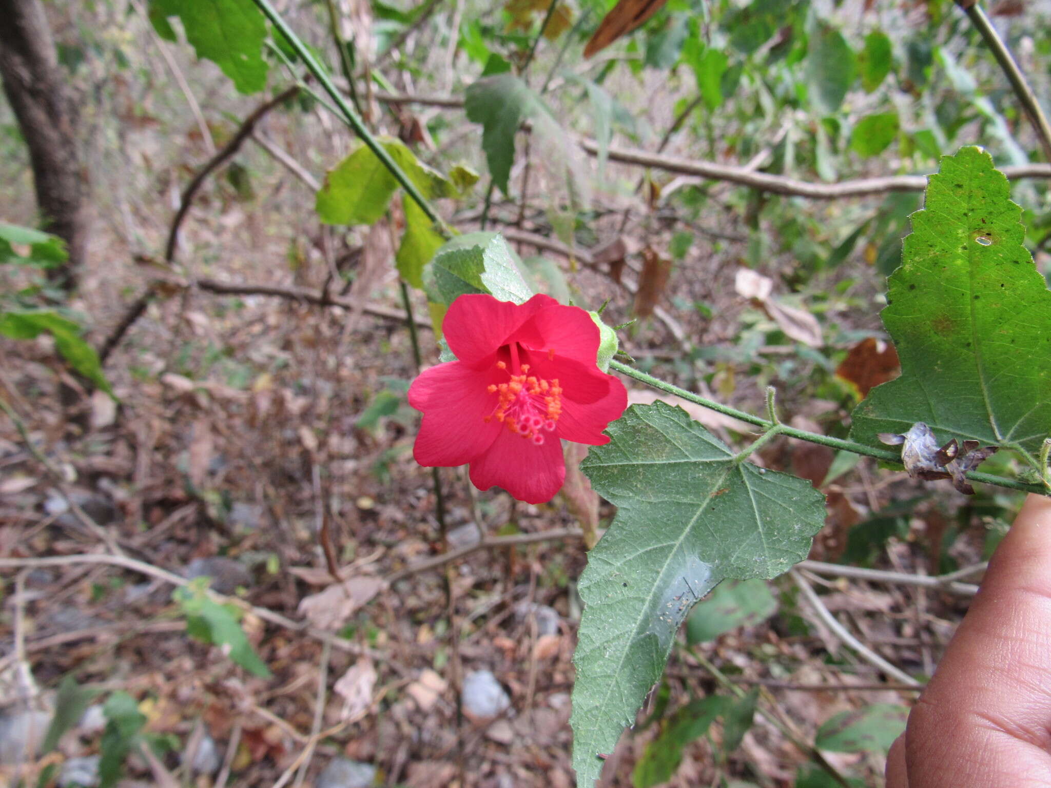 Image of Poeppig's rosemallow