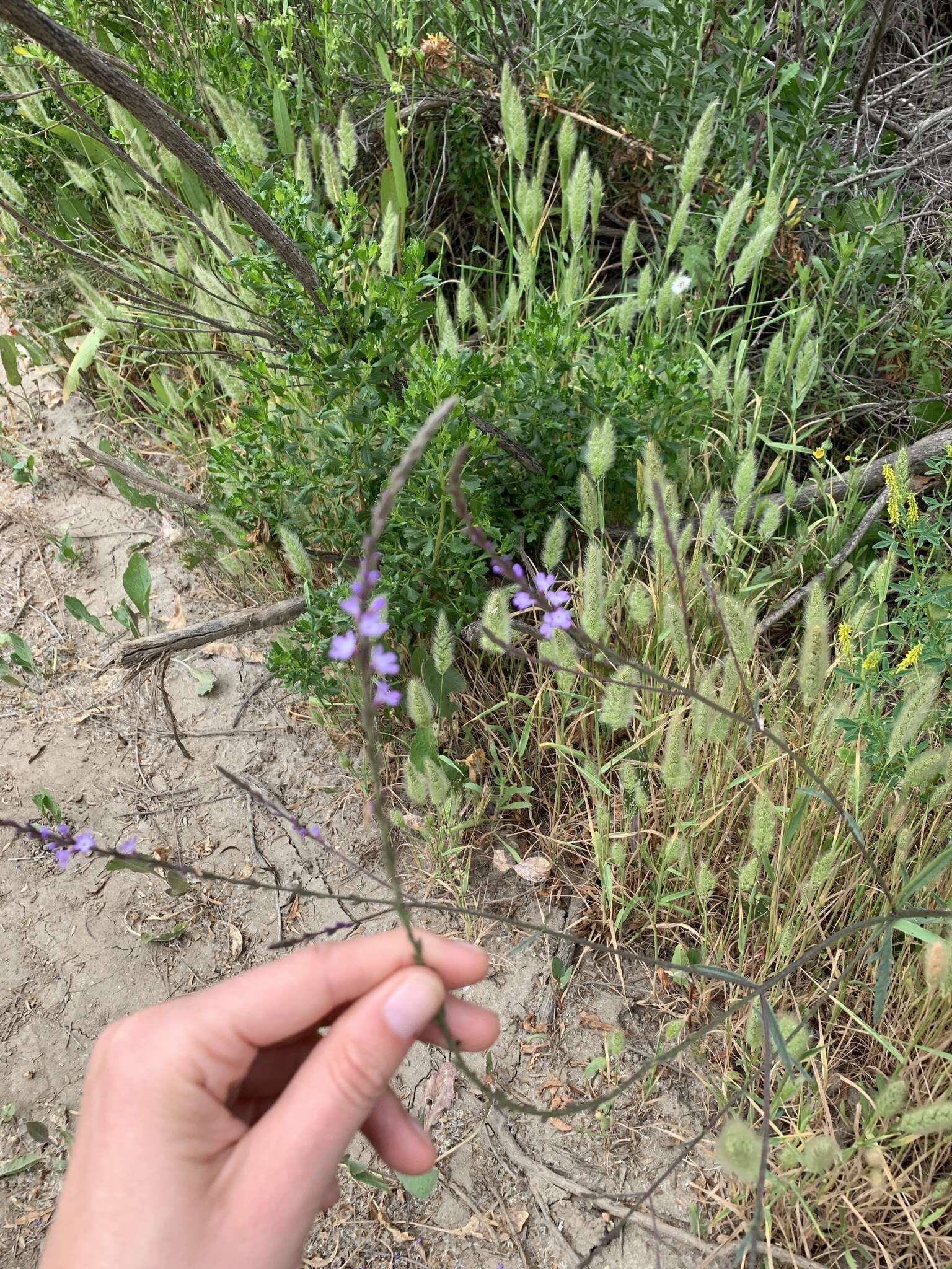 Image of mint vervain