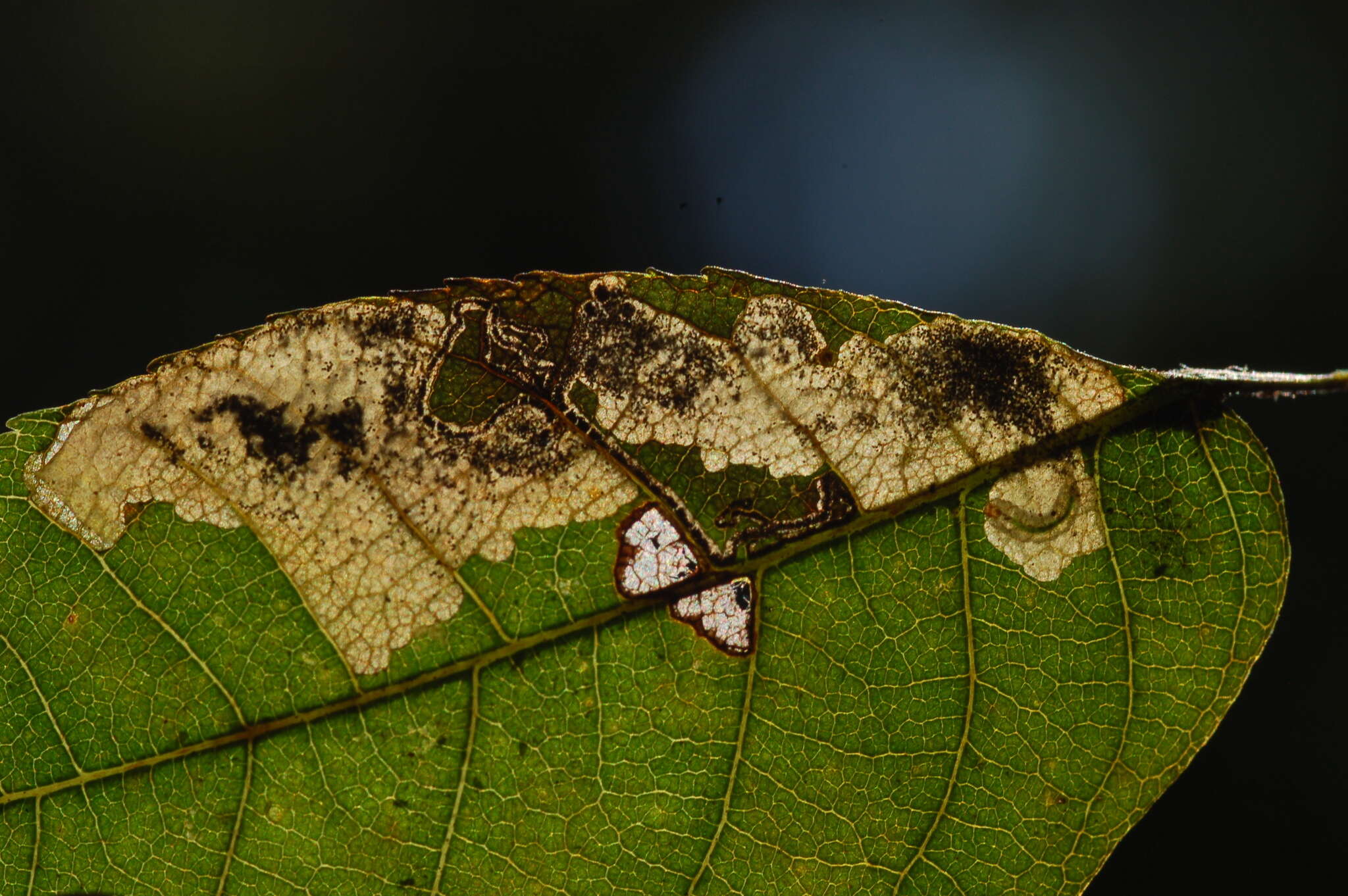 Image of Ectoedemia trinotata (Braun 1914) Wilkinson et al. 1981