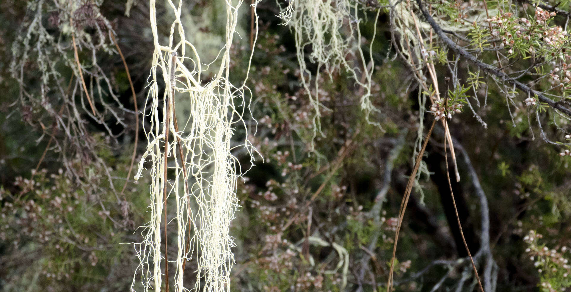 Image of string-of-sausages lichen