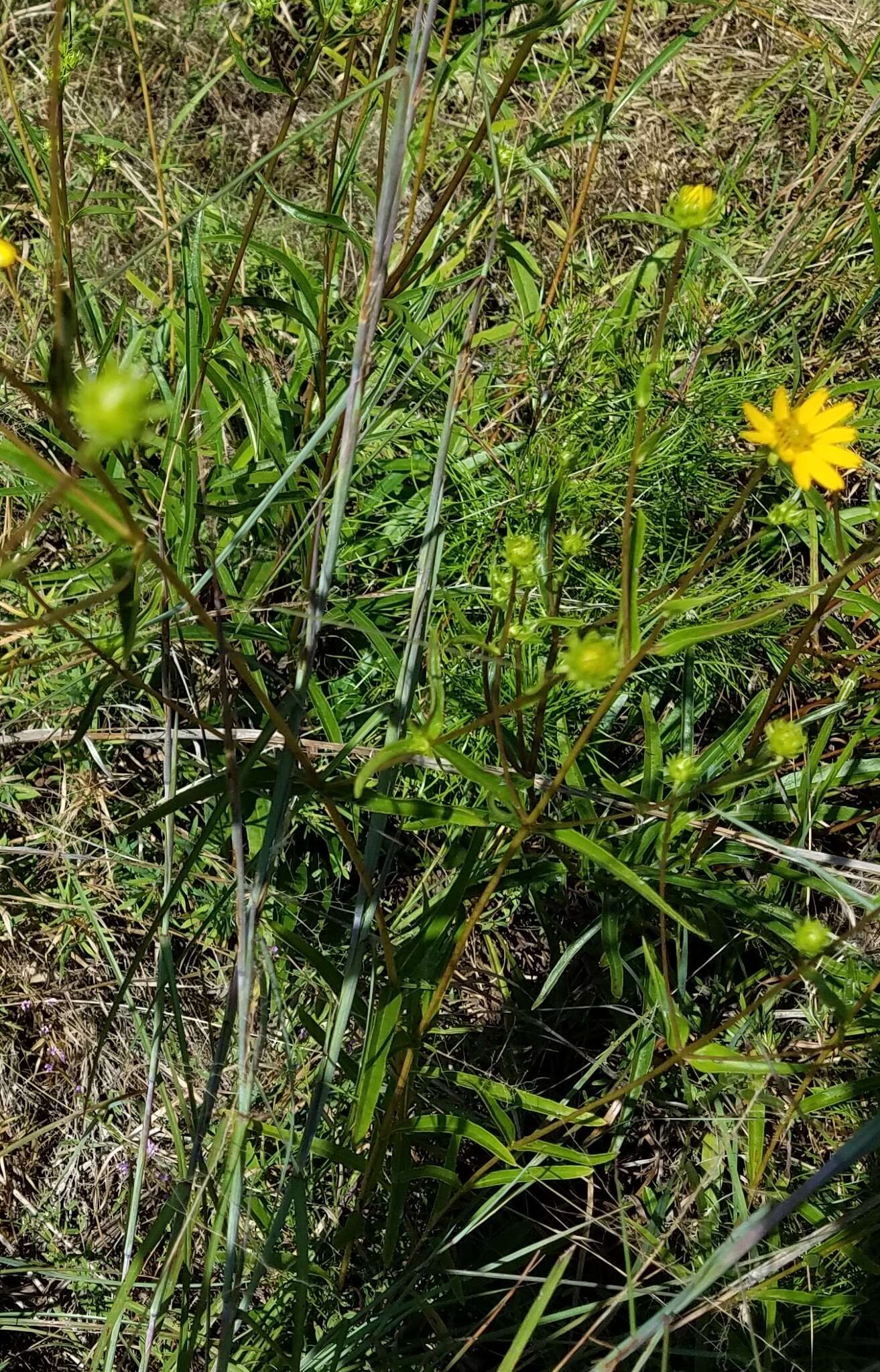 Image of longleaf sunflower