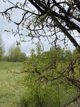 Image of Japanese elm