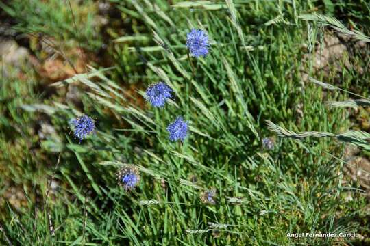 Image de Jasione laevis subsp. carpetana (Boiss. & Reut.) Rivas Mart.