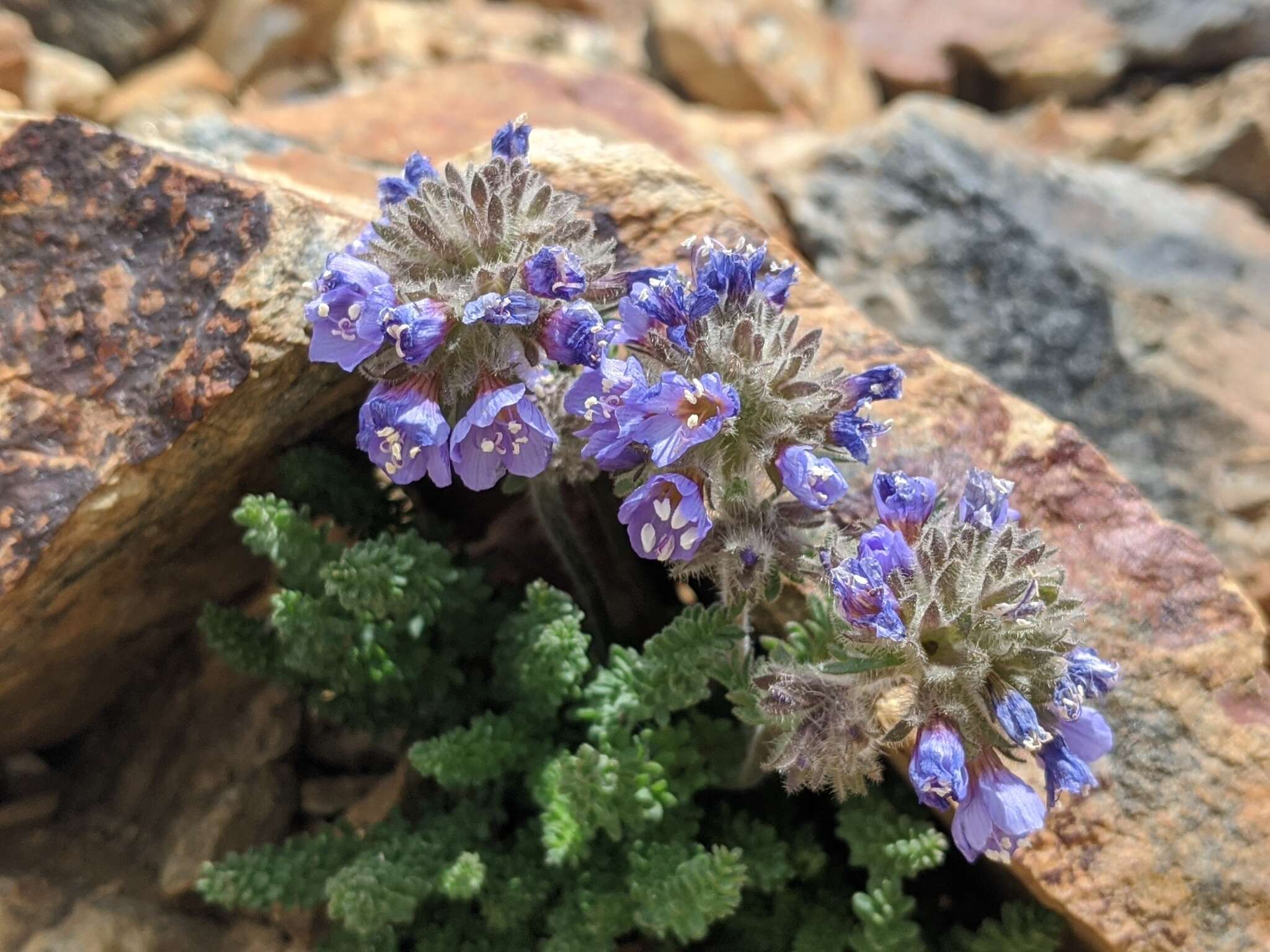 Слика од Polemonium chartaceum Mason