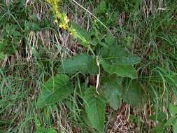 صورة Verbascum alpinum Turra