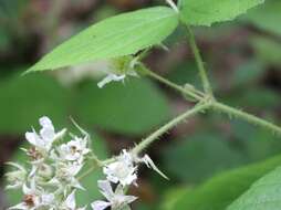 Imagem de Rubus hirtus Waldst. & Kit.