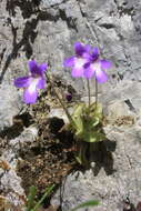 Image of Pinguicula poldinii J. F. Steiger & Casper