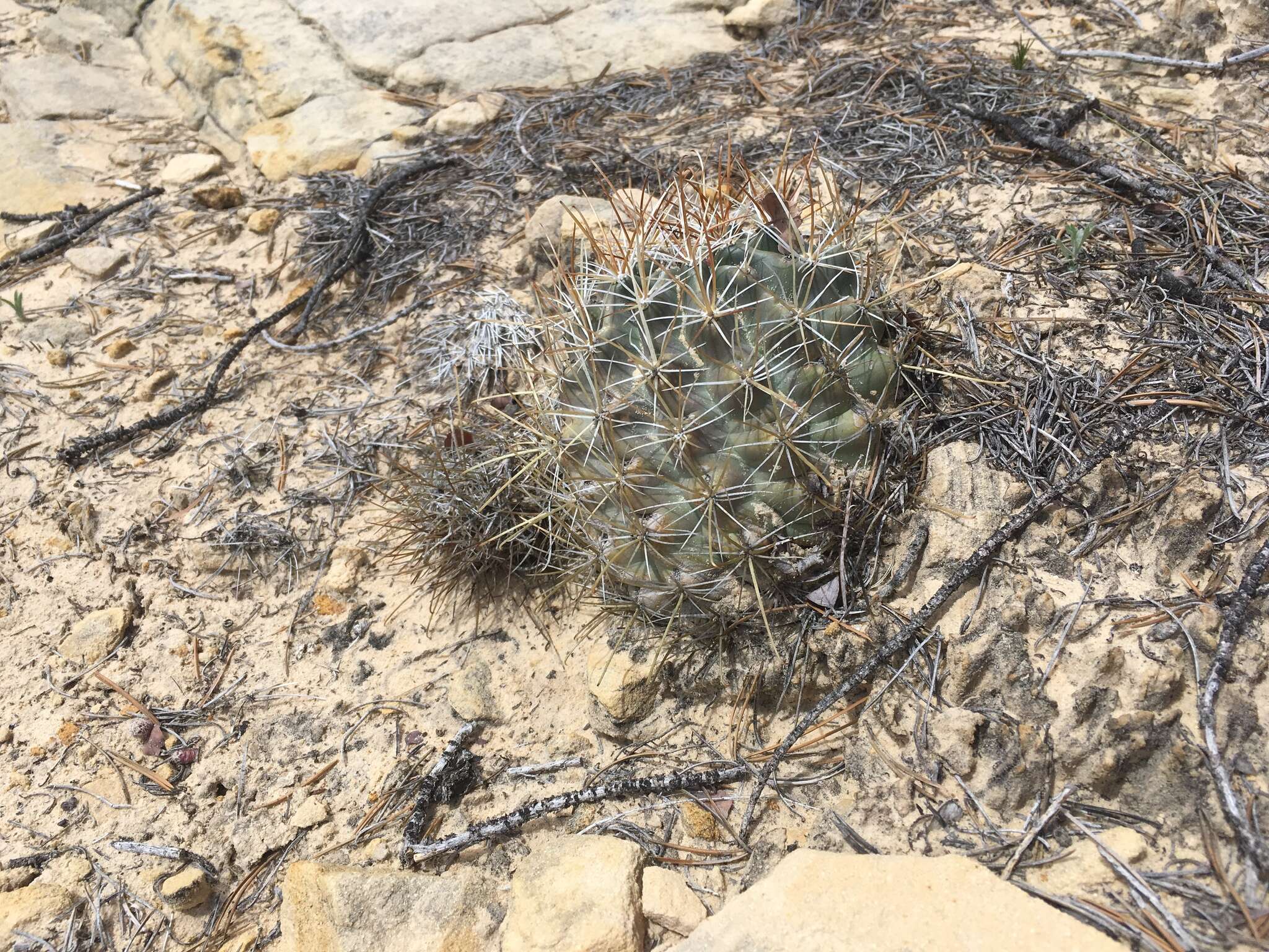 Plancia ëd Sclerocactus parviflorus Clover & Jotter