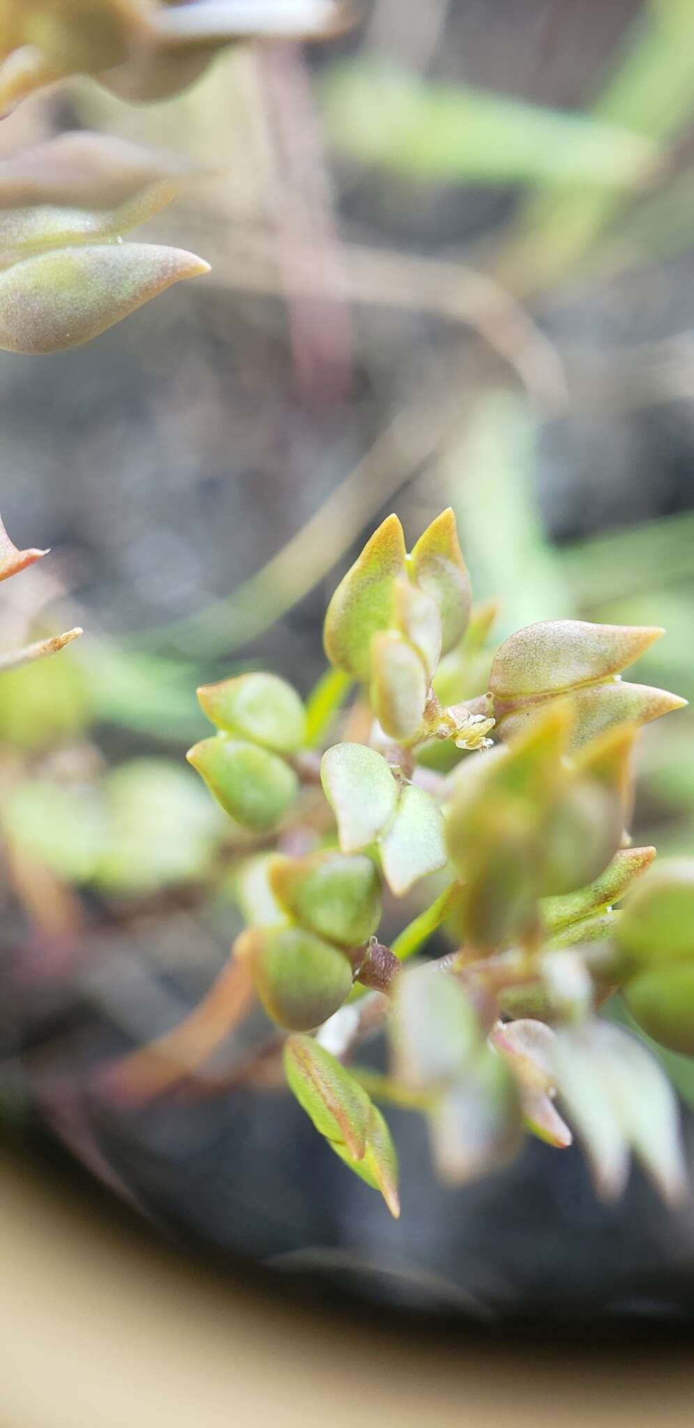 صورة Lepidium oxycarpum Torr. & A. Gray