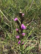 Image of Ontario blazing star