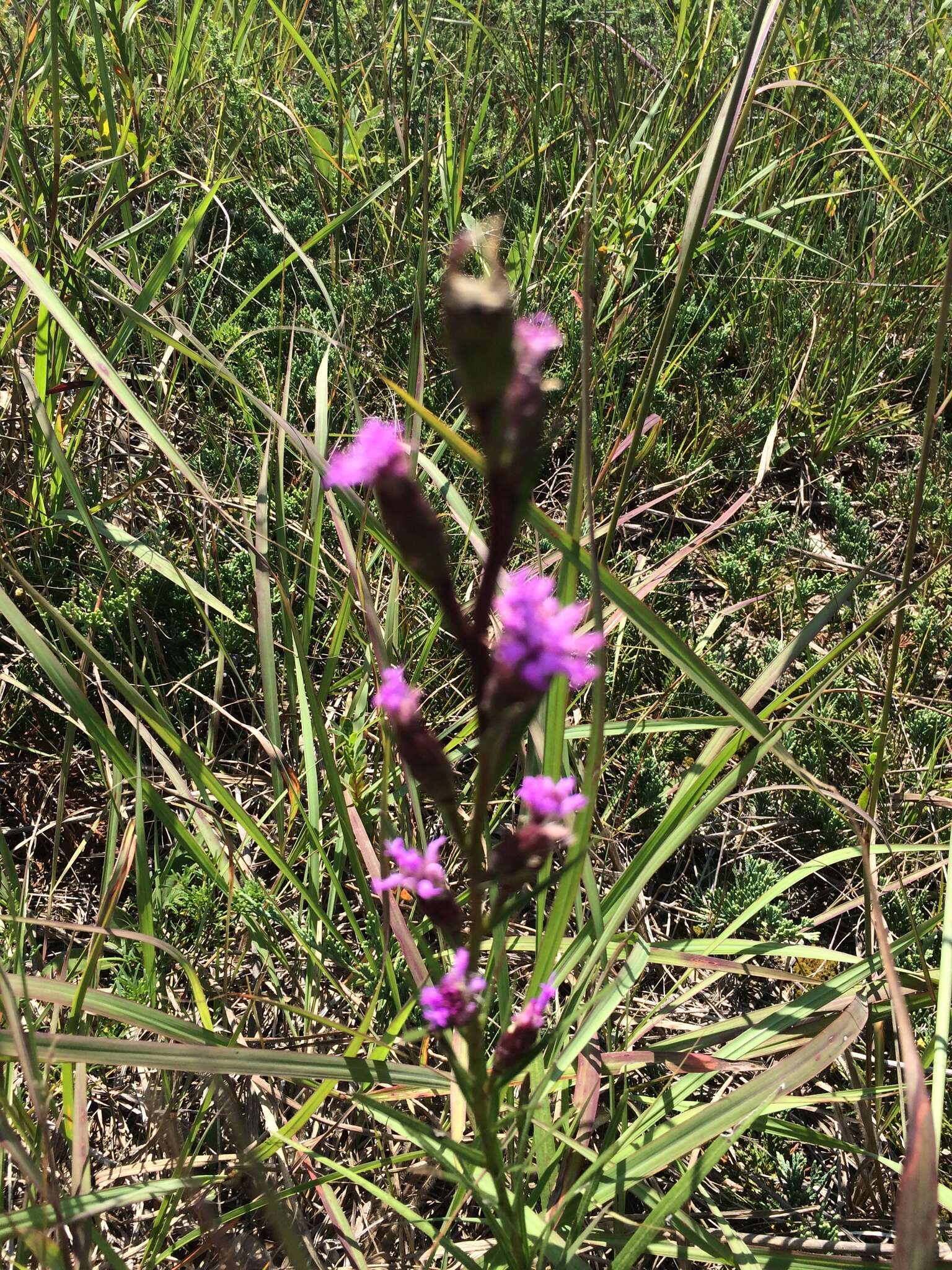 Слика од Liatris cylindracea Michx.