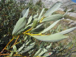 Image of Gray-Leaf Sierran Willow