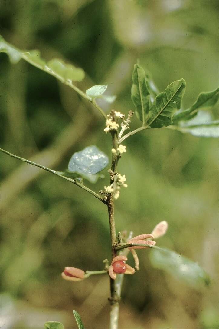 Image de Trichilia catigua A. Juss.