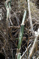 Image of Bolivian Torch Cactus