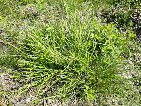 Image of Sharp-Scale Sedge