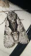 Imagem de Acronicta funeralis Grote & Robinson 1866