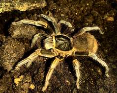 Image de Acanthoscurria simoensi Vol 2000