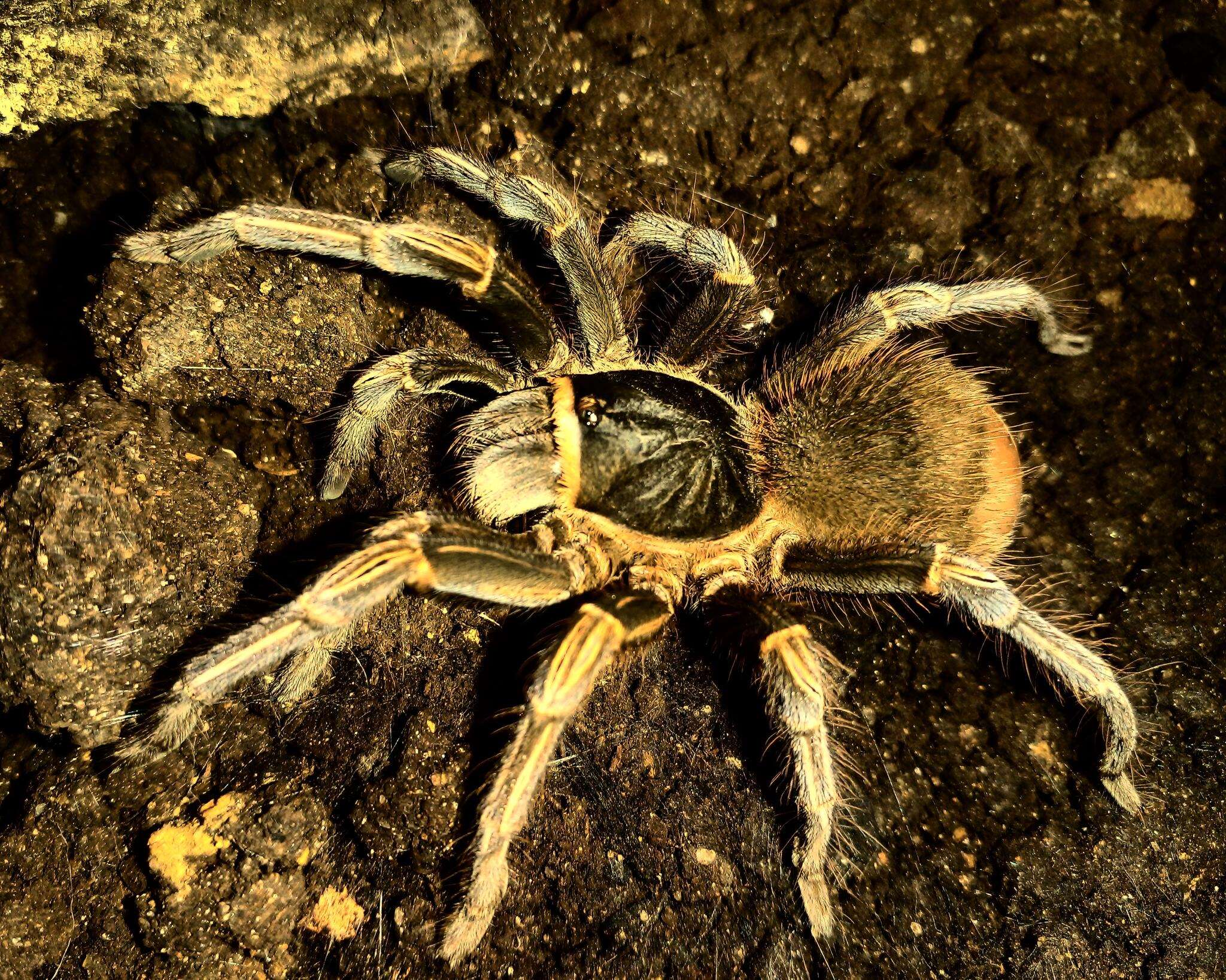 Image de Acanthoscurria simoensi Vol 2000