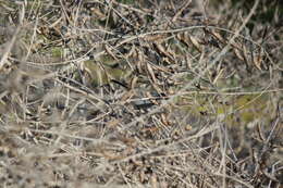 Image of Coastal California gnatcatcher