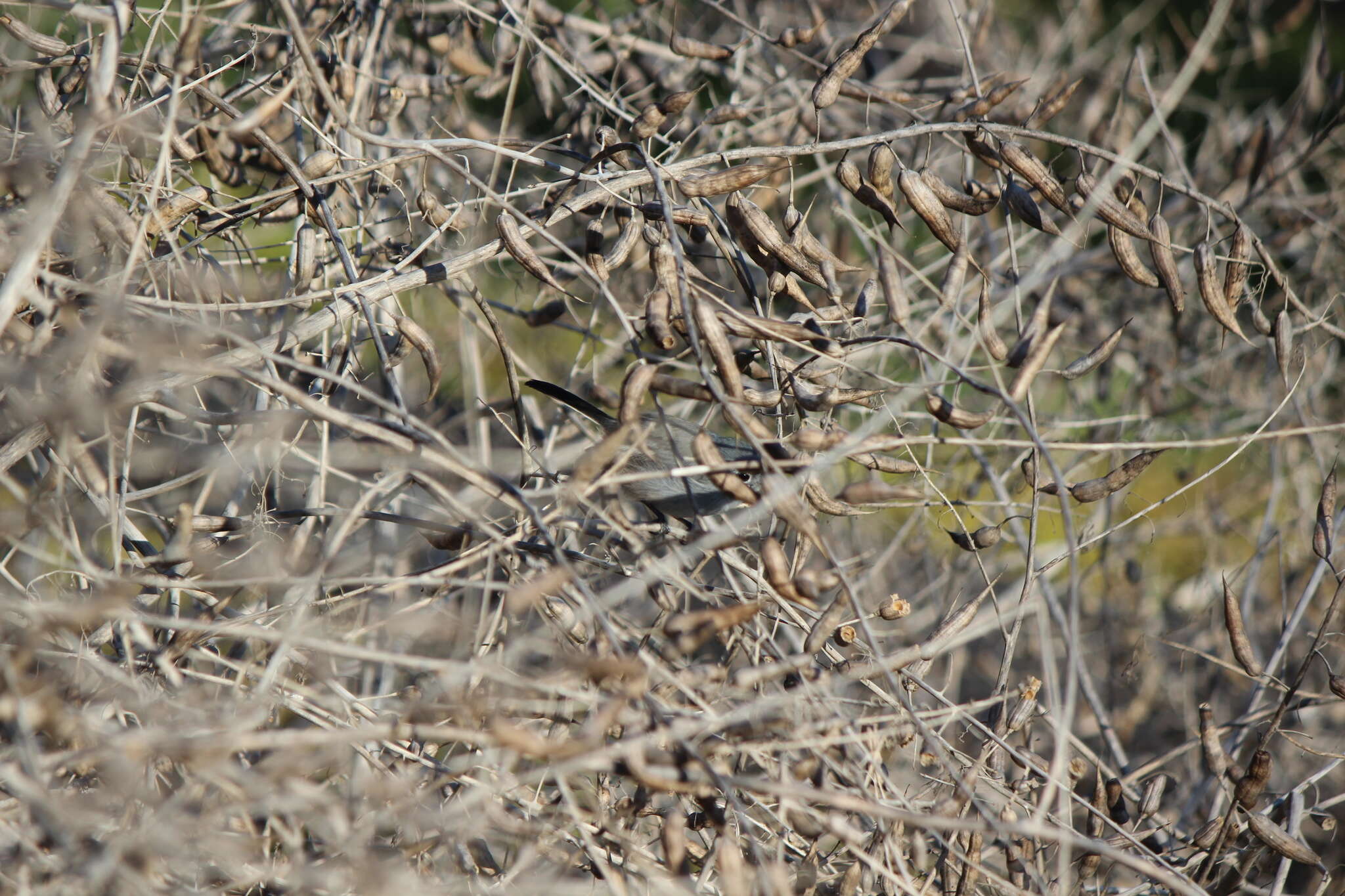 Image of Coastal California gnatcatcher