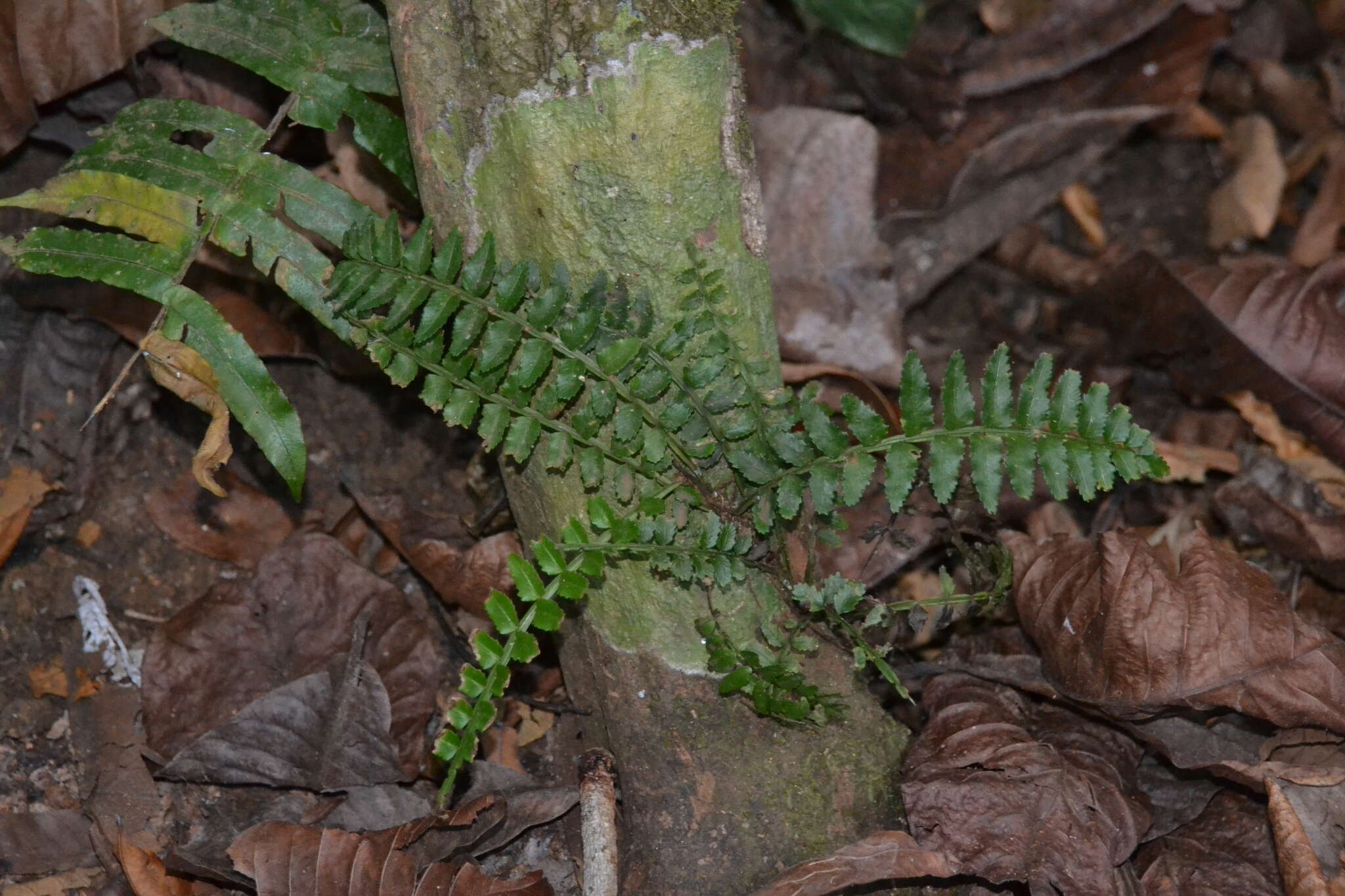 Image of Lomariopsis vestita E. Fourn.