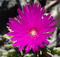 Image of Lampranthus salicola (L. Bol.) L. Bol.