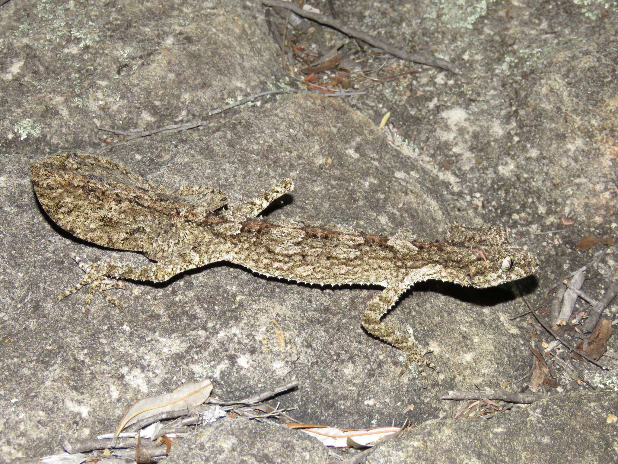 Image of Rough-throated Leaf-tail Gecko