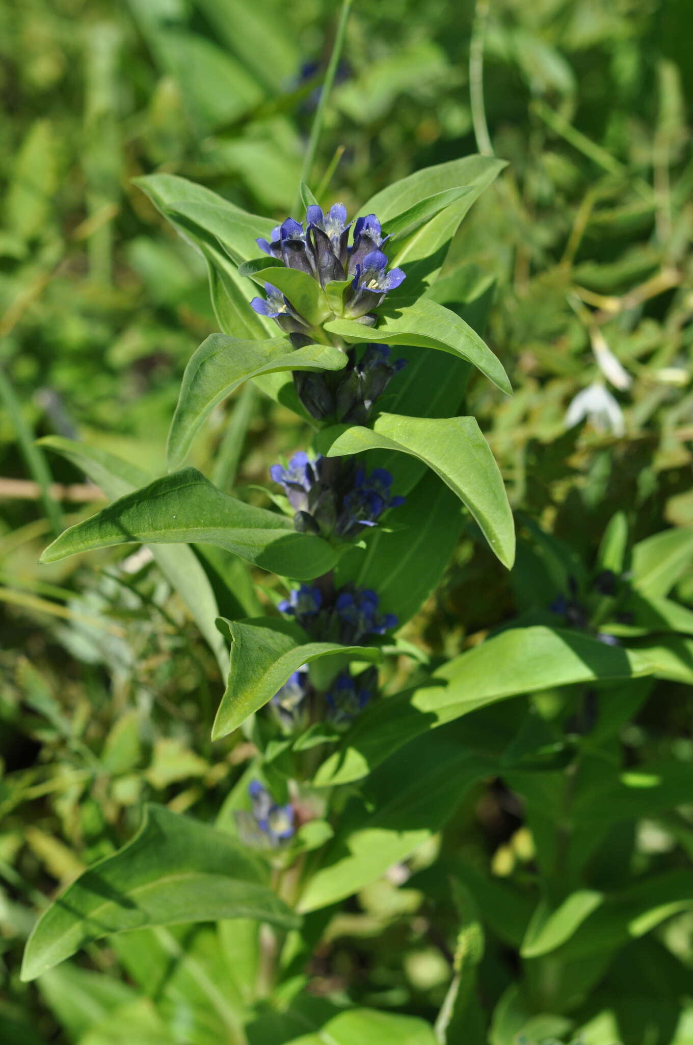 Image of Cross gentian