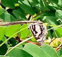 Image of White-banded Babul Blue