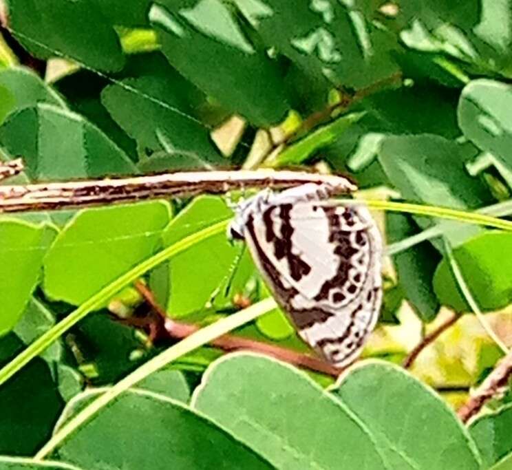 Image of White-banded Babul Blue