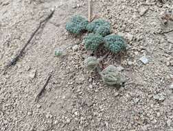 Image of woolly mountainparsley