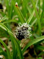 Image of Stinking Sedge