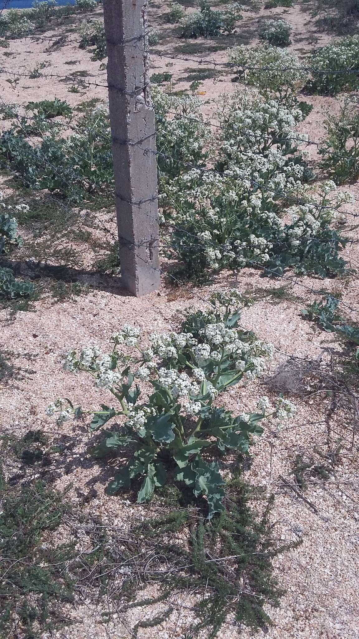 Image of Crambe tataria Sebeók