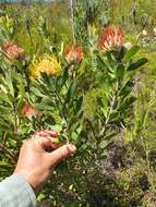 Image of Leucospermum truncatum (Buek ex Meissn.) Rourke