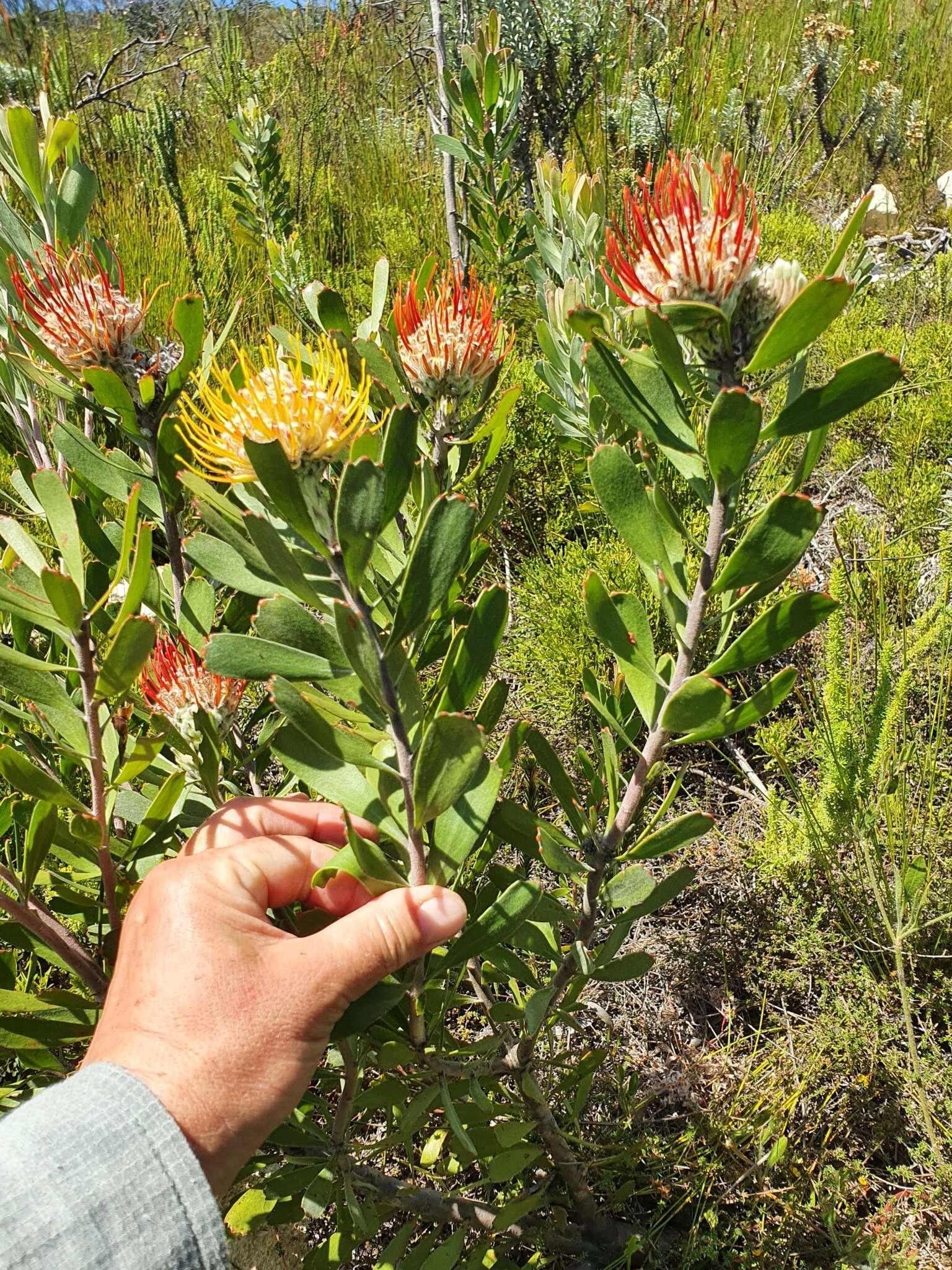 Image of Leucospermum truncatum (Buek ex Meissn.) Rourke