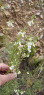 صورة Nemesia fruticans (Thunb.) Benth.