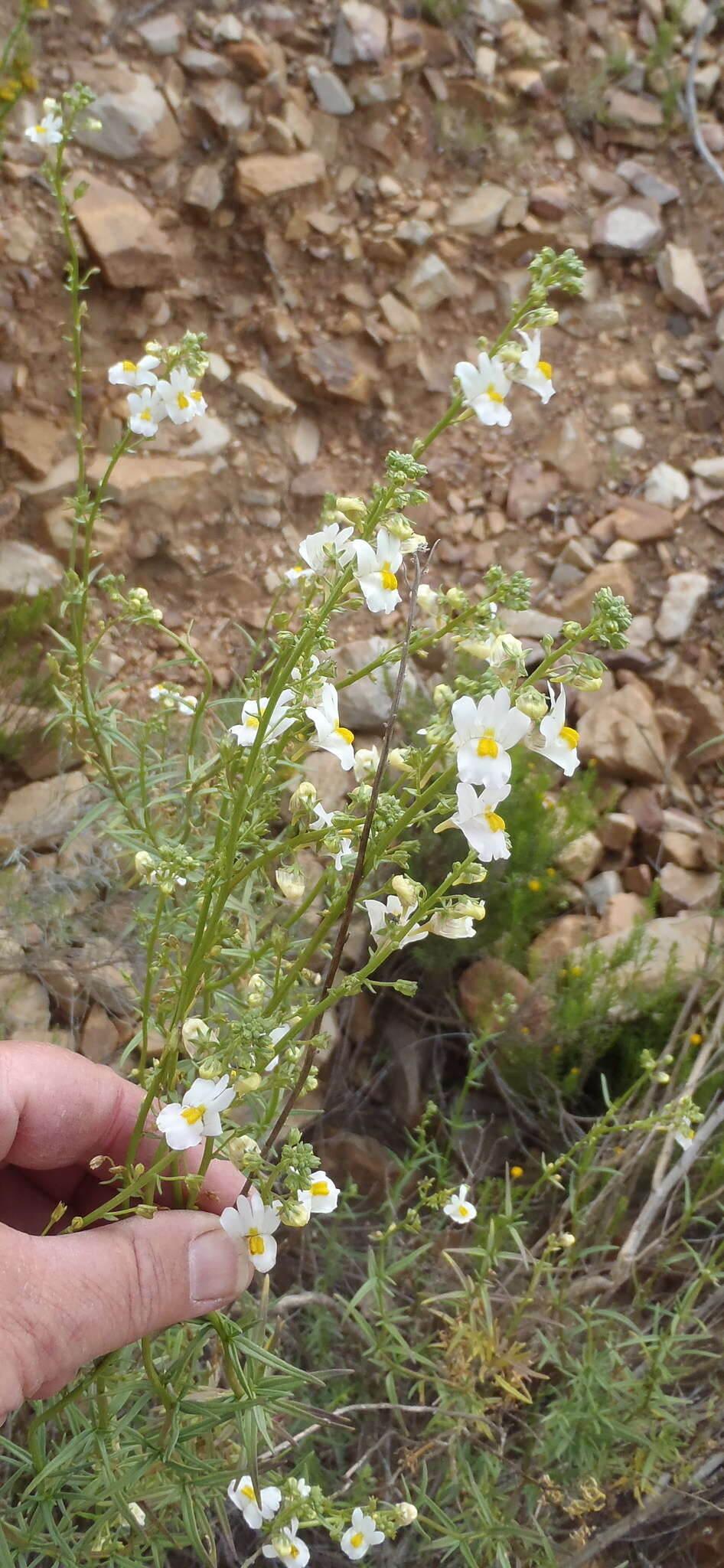 صورة Nemesia fruticans (Thunb.) Benth.