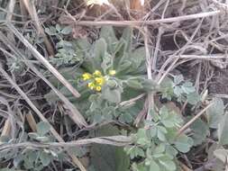 Image of woodland draba