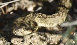 Image of Crotalus molossus molossus Baird & Girard 1853