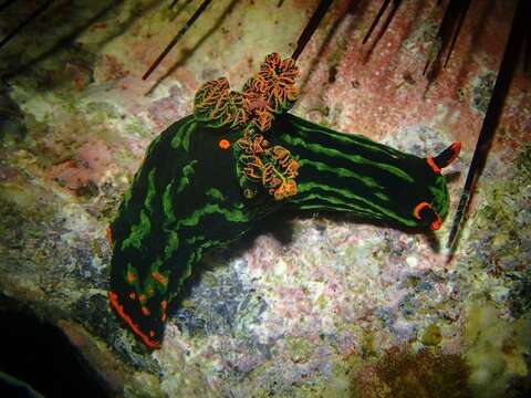 Image of Dusky green spot orange gill black slug