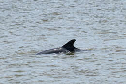 Imagem de Tursiops truncatus truncatus (Montagu 1821)