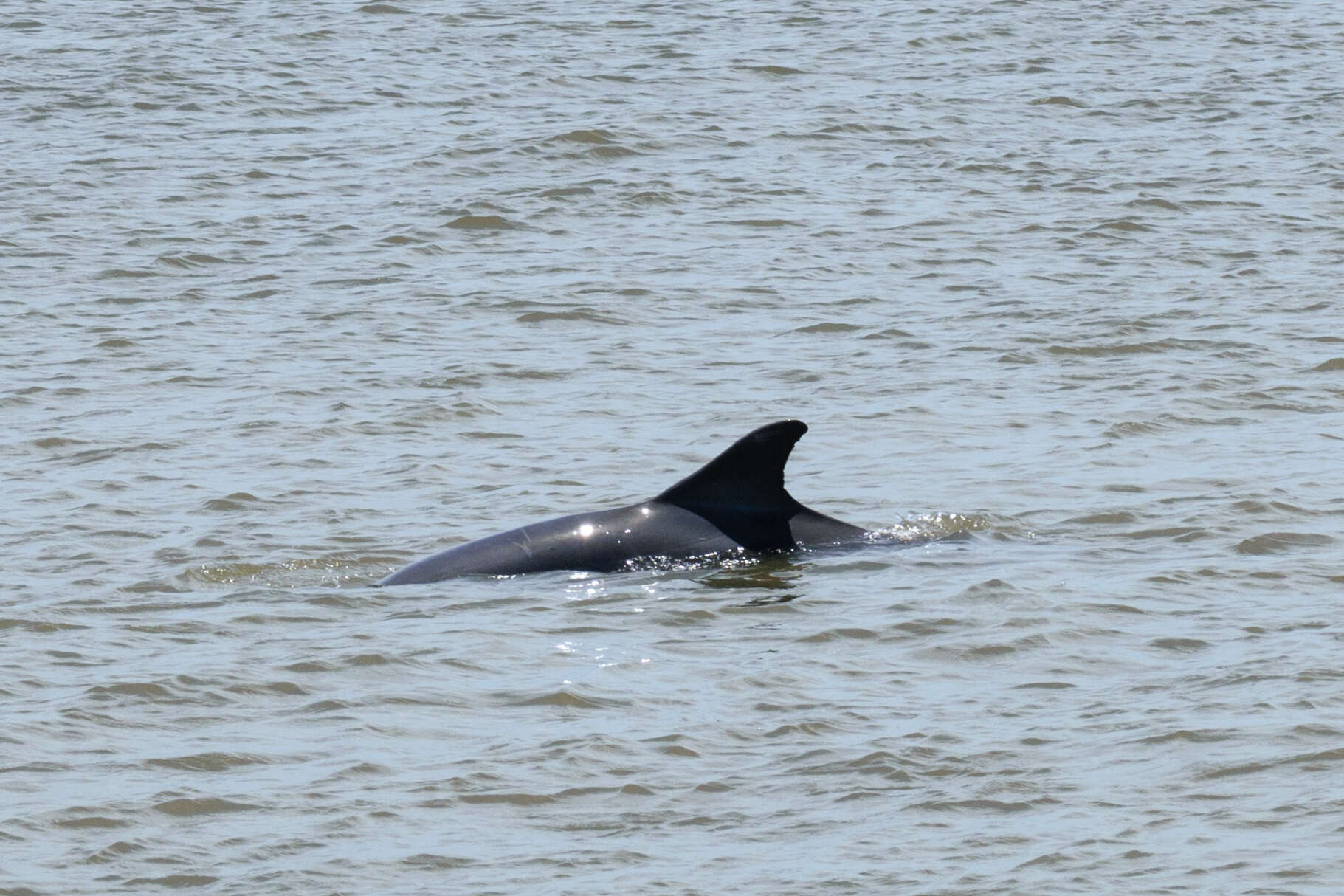 Image de Tursiops truncatus truncatus (Montagu 1821)