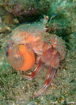 Image of Prideaux's hermit crab