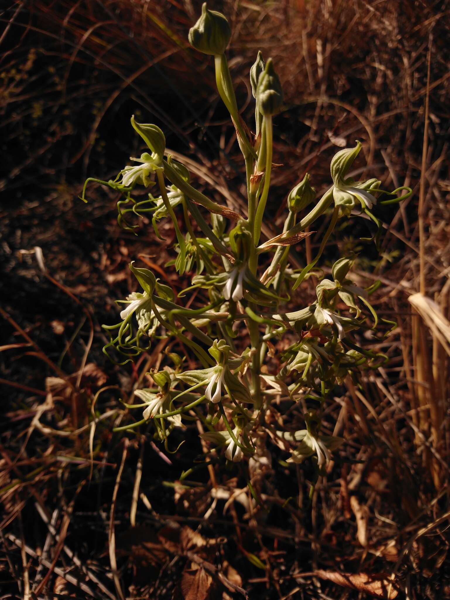 Bonatea porrecta (Bolus) Summerh. resmi